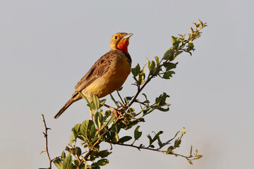 Cape Longclaw, Addo Elephant National Park, South Africa