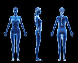 3d rendered medical illustration of an average female body