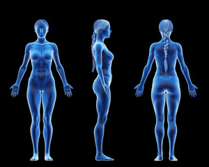 3d rendered medical illustration of a fit female body