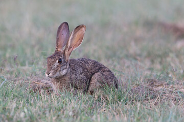 Naklejka na ściany i meble Cape Hare or Scrub Hare, Kruger National Park, South Africa