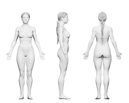 3d rendered medical illustration of a fit female body