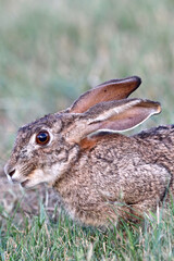 Cape Hare or Scrub Hare, Kruger National Park, South Africa