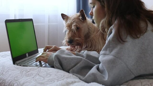A young girl in a gray sweatshirt and a Scottish terrier dog look at the green screen of the laptop. Works and studies at home, typing on the keyboard in a bright room.