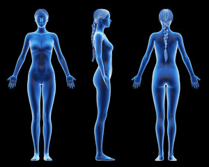 3d rendered medical illustration of a tall female body