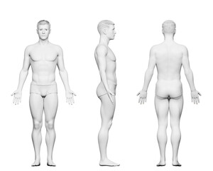 3d rendered medical illustration of a fit male body - 537536164