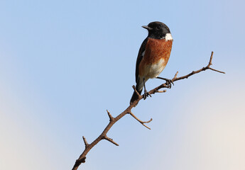Male African Stonechat, Kruger National Park, South Africa