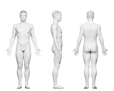 3d rendered medical illustration of a fit male body