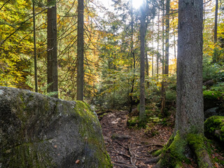 Obraz premium bayerischer wald