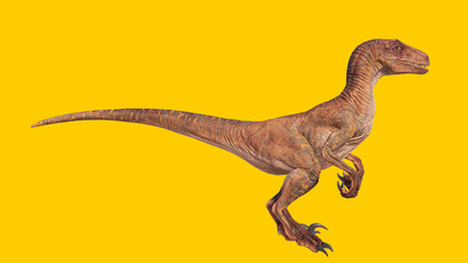 velociraptor roaring dinosaur isolated on yellow blank background