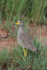 African Wattled Lapwing, Kruger National Park, South Africa
