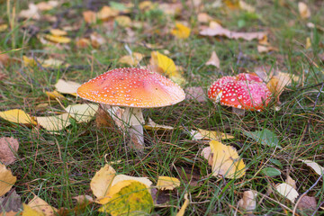 Red mushroom fly agaric
