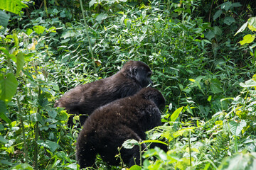 Obraz premium Berggorilla