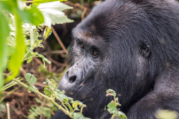Berggorilla