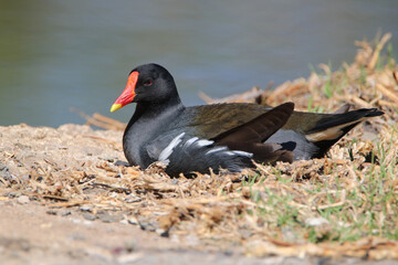Common Moorhen, Kruger National Park, South Africa