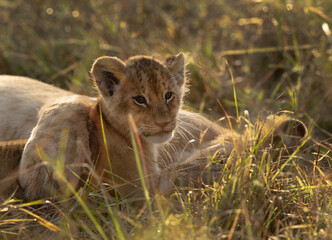 Lioness holding her cub, Masai Mara, Kenya