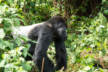Berggorilla