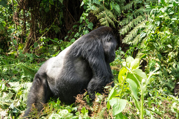 Berggorilla