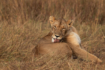 Naklejka na ściany i meble Lioness licking and cleaning its body at Masai Mara, Kenya