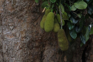 Jackfruits hanging from a branch