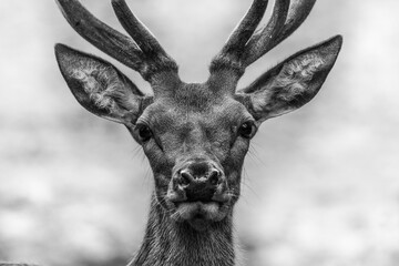 head of a deer in black and white