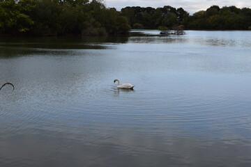 swans on the lake