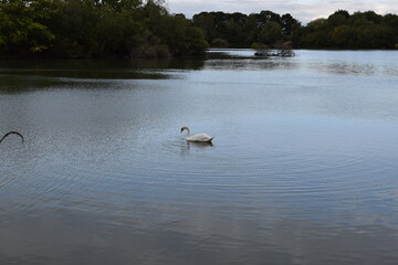 ducks on the lake