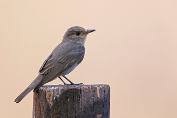 A Mediterranean flycatcher (Muscicapa tyrrhenica) perched .