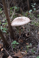 mushrooms in the forest