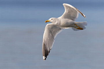 Fototapeta na wymiar A yellow-legged gull (Larus michahellis) in flight in the city of Pula.