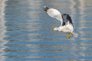 A yellow-legged gull (Larus michahellis) in flight in the city of Pula.