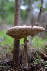 mushroom in the forest