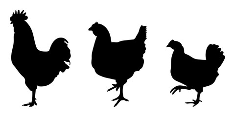 cock, cockerel, rooster, bantam, chicken, hen, chick standing position, different pack of bird silhouettes, isolateds vector