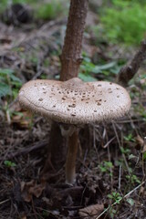 mushrooms in the forest