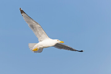 Fototapeta na wymiar A yellow-legged gull (Larus michahellis) in flight in the city of Pula.