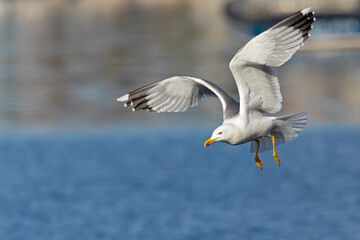 A yellow-legged gull (Larus michahellis) in flight in the city of Pula.