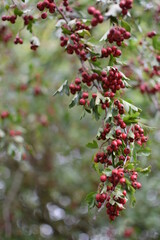 berry tree