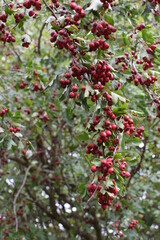 berry tree