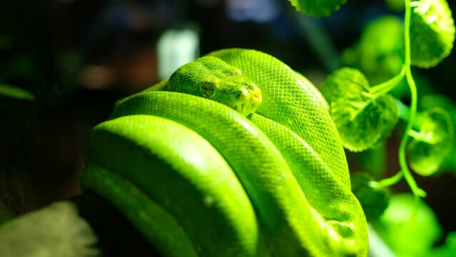 Python snake, Dangerous animal, wildlife

