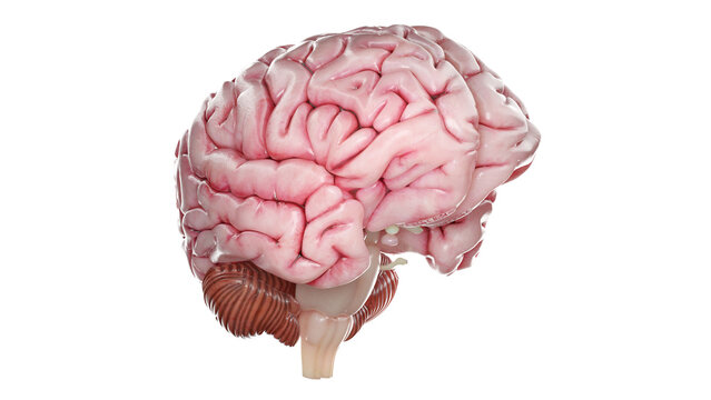 3d rendered medical illustration of a human brain