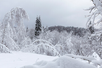 A unique winter landscape. Bent trees under the snow. Heavy snowfall. Winter theme, New Year's concept and snowy winter.