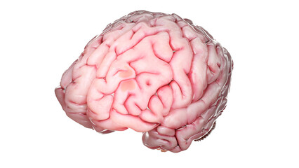 3d rendered medical illustration of a human brain