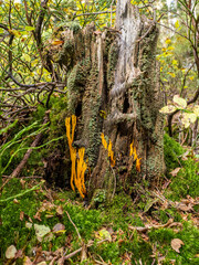 bayerischer wald