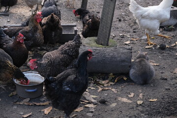 Gray and brown chickens raised on a farm in the village. They eat and lay eggs. Concept: poultry farming, raising chickens for meat and eggs, organic products. Animals at the feeder.