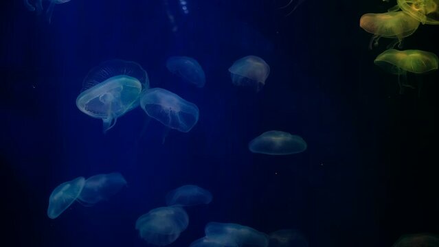 jellyfish at aquarium, dangerous animals
