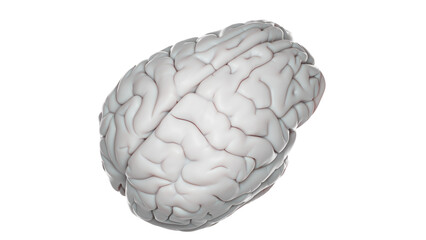 3d rendered medical illustration of a grey human brain