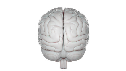 3d rendered medical illustration of a grey human brain