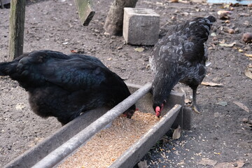 Gray and brown chickens raised on a farm in the village. They eat and lay eggs. Concept: poultry farming, raising chickens for meat and eggs, organic products. Animals at the feeder.