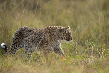 A leopard walking in the grasses of Masai Mara, Kenya