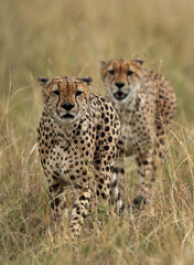 Cheetah, two brothers walking in the mid of tall grasses, Masai Mara