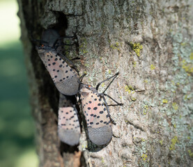 Spotted Lanternflies an invasive insect in Berks County, Pa. Lanterflies were first found in Berks County, Pennsylvania in 2014